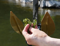 Hydrilla invasive plant