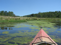 Submerged aquatic vegetation underwater