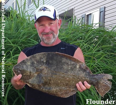 Flounder