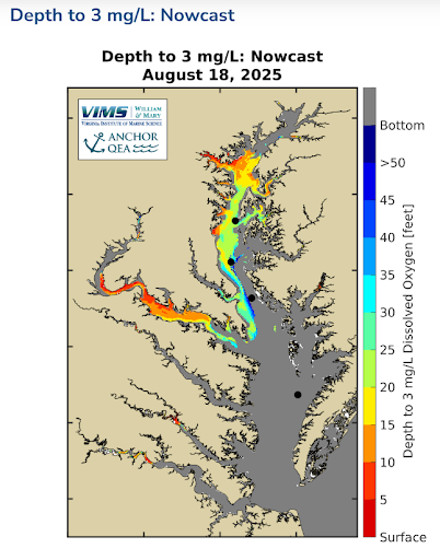 Example Nowcast map of the Chesapeake Bay for August 18, 2025. A color-coded legend indicates the depth to low oxygen. This late-summer map shows widespread severe hypoxia, with large red and orange areas in the upper and middle Bay and western tributaries, indicating dangerous low-oxygen conditions at shallow depths of 5 to 10 feet.