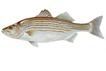 Image of selected fish