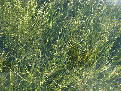 Underwater view of submerged aquatic vegetation leaves