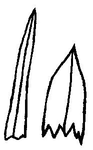 Illustration of acute leaf tip