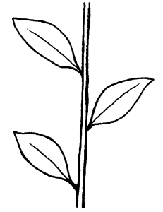 Illustration of alternate leaf arrangement