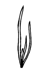 Illustration of basal leaf arrangement