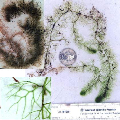 Photograph of Bladderwort (Utricularia spp.)