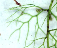 Close-up photograph of Bladderwort finely divided compound leaf structure
