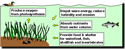 Illustration demonstrating the common ecological benefits of submerged aquatic vegetation
