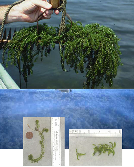 Collage of Common Waterweed (Elodea canadensis) plant illustrations