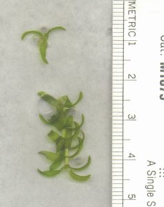 Close-up photograph of Common waterweed whorled leaf structure