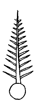 Illustration of compound leaf structure