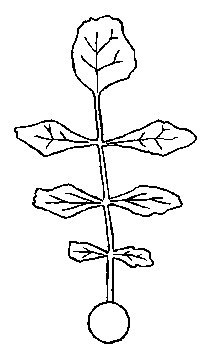 Illustration of alternate compound leaf structure