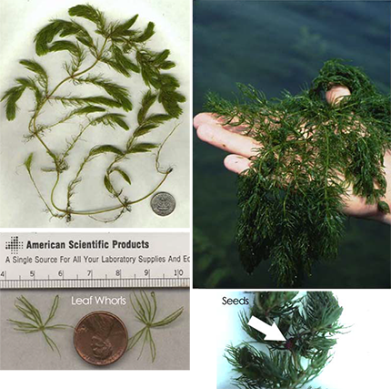 Collage of Coontail (Ceratophyllum demersum) plant illustrations