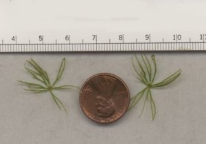 Close-up photograph of Coontail roughly divided compound leaves