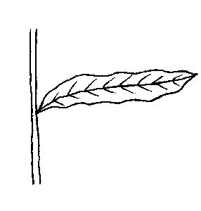 Diagram of Curly Pondweed showing transparent, wrinkled leaves with a single parallel midrib