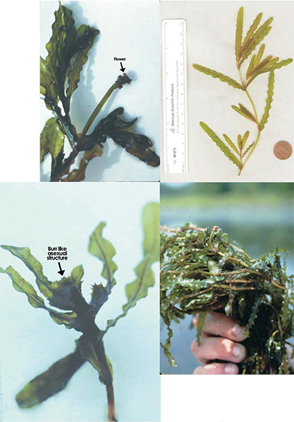 Collage of Curly Pondweed (Potamogeton crispus) plant illustrations