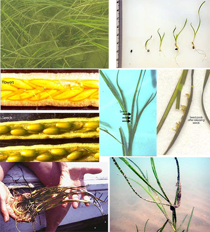 Illustration and photos of Eelgrass (Zostera marina) showing ribbon-like leaves and rhizome structure
