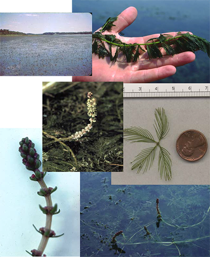 Collage of Eurasian Watermilfoil (Myriophyllum spicatum) showing leaf whorls and plant structure