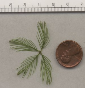Close-up photograph of Eurasian Watermilfoil finely divided leaf structure