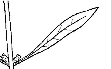 Diagram of False Loosestrife showing opaque leaves with both transverse and parallel veins