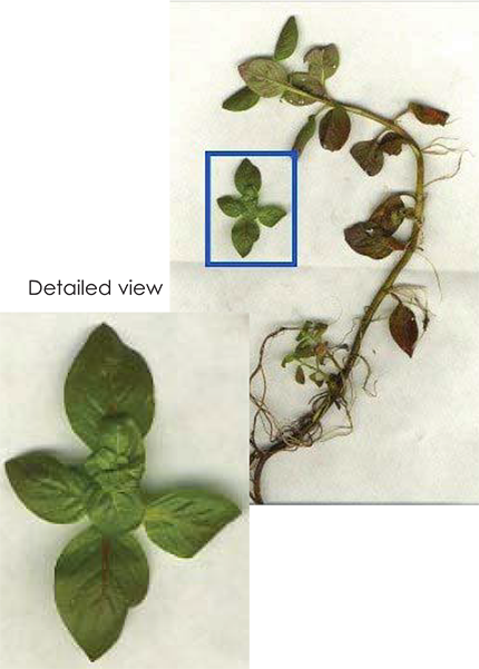 Collage of False Loosestrife (Ludwigia sp.) showing leaf structure, stem, and fruit characteristics