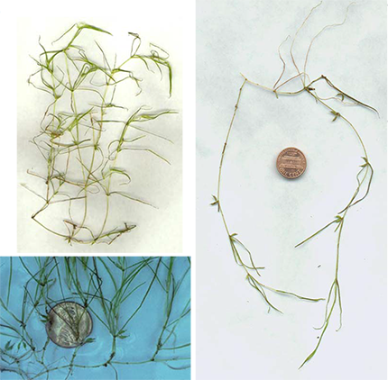 Collage of Horned Pondweed (Zannichellia palustris) showing thread-like leaves and horned-shaped seeds