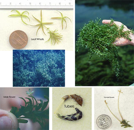 Collage of Hydrilla (Hydrilla verticillata) showing serrated leaf whorls, tubers, and turions