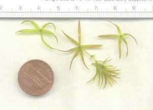 Close-up photograph of Hydrilla whorled leaf structure
