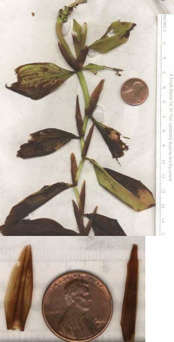 Collage of Illinois Pondweed (Potamogeton illinoensis) showing its large leaves and distinct stipules