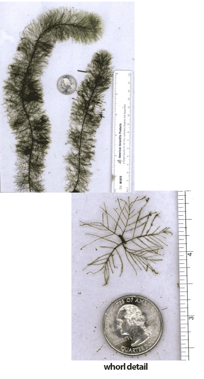 Collage of Low Watermilfoil (Myriophyllum humile) illustrating its leafy stems and finely divided feather-like leaf structure