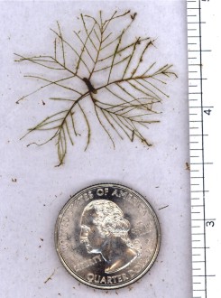 Close-up photograph of Low Watermilfoil finely divided leaf structure