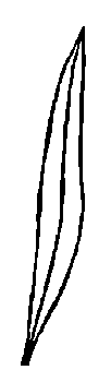 Diagram of a leaf with a single prominent central vein (midrib) running the entire length.