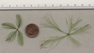 Close-up photograph of finely divided compound leaves