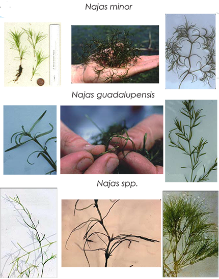 Collage of Naiad species (Najas spp.) showing leaf branching patterns and seed characteristics