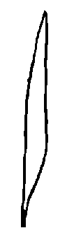Diagram of a leaf with parallel veins but no prominent central midrib.