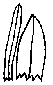 Illustration of obtuse leaf tip