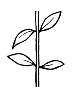 Illustration of opposite leaf arrangement
