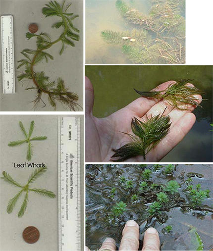 Collage of Parrot Feather Milfoil (Myriophyllum brasiliense) showing bright green emergent tips and feathery submerged leaves