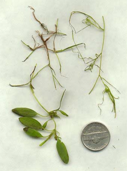 Collage of various Pondweed species (Potamogeton sp.) showing different leaf shapes and growth habits