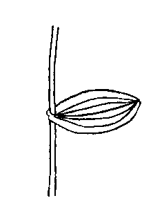 Diagram of Redhead Grass leaf shape and veination