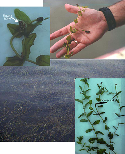 Collage of Redhead Grass (Potamogeton perfoliatus) showing its distinct oval leaves that clasp the stem