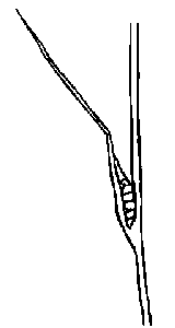 Illustration of seeds located in the stem
