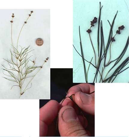 Collage of Sago Pondweed (Stuckenia pectinata) showing thread-like leaves, terminal seed clusters, and tubers