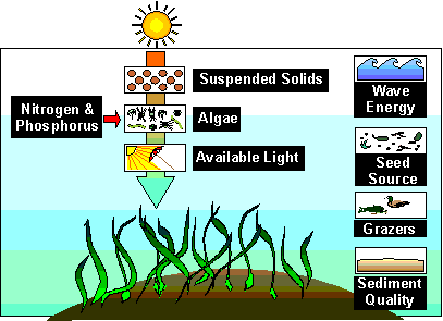 Diagram showing variables affecting aquatic plant growth (SAV). Factors include: inputs of nitrogen, phosphorus, sun, available light, suspended solids, and algae. Side icons list additional environmental factors like wave energy, seed source, grazers, and sediment quality.