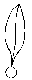Illustration of simple leaf structure