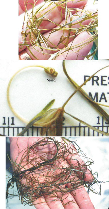 Collage of Slender Pondweed (Potamogeton pusillus) showing its narrow, grass-like leaves and branching stems