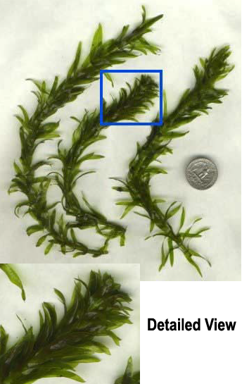 Collage of South American Elodea (Egeria densa) showing its bright green leaves, whorled leaf arrangement, and bushy stems