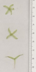 Close-up photograph of Brazilian elodea whorled leaf structure