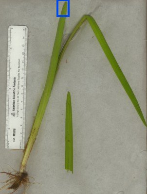 Close-up of Sparganium species showing the characteristic bur-like flower clusters and stalk