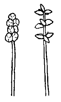 Illustration of fruit and seeds arranged in a spike